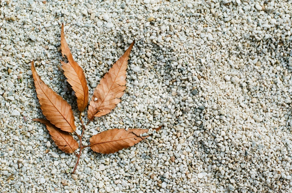 낙엽,maple,단풍,잎,leaf,plant,식물,필름,필름카메라