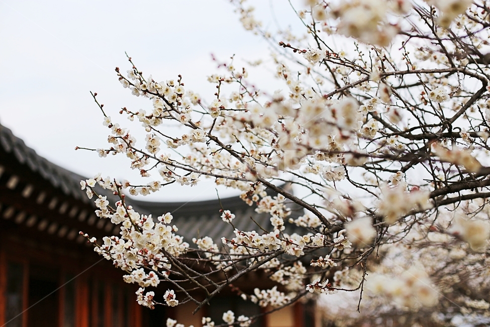 매화,매화꽃,하동,봄,매화축제,봄,계절,spring,season,식물,자연,plants,nature,꽃,flower,plant,blossom