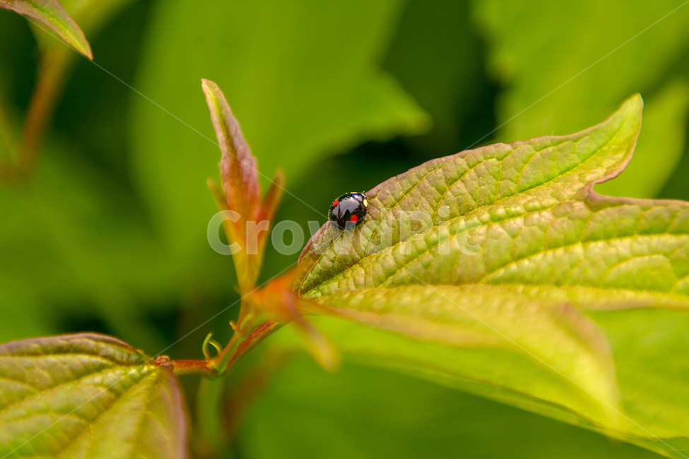 무당벌레,벌레,식물,자연,풀,잎,풀잎,nature,plants,근접샷,접사