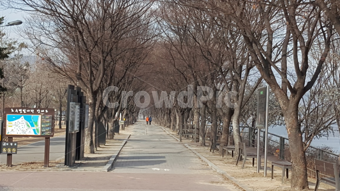 공원,산책로,가로수,자연,겨울풍경,겨울공원,공지천,겨울,계절,winter,season,자연,풍경,nature,landscape,road,도로,town,도시,building,건물,urban,어반,street,거리,city,시티,tree,나무,plant,식물,tree trunk,나무 줄기