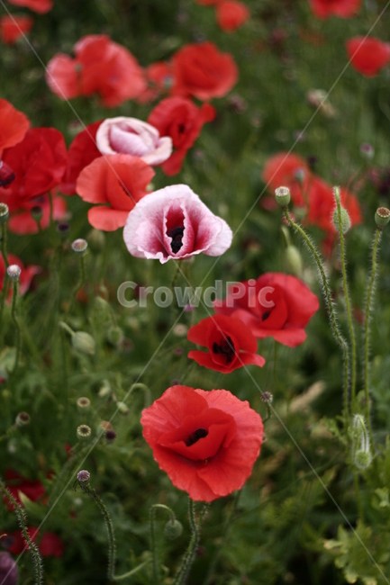 plant,식물,geranium,꽃,flower,양귀비꽃