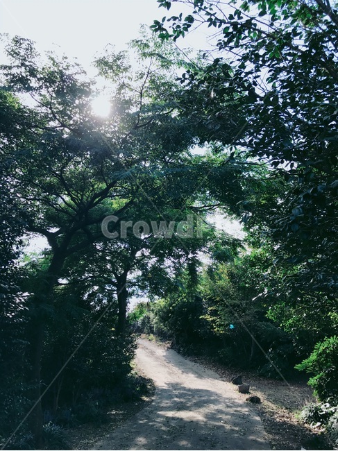 plant,식물,tree,나무,길,자연,nature,오솔길,빛