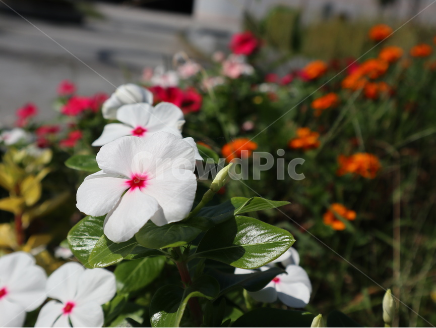 일일초,꽃,흰색,공원,식물,flower,blossom,plant,식물,자연,plants,nature,꽃,flower