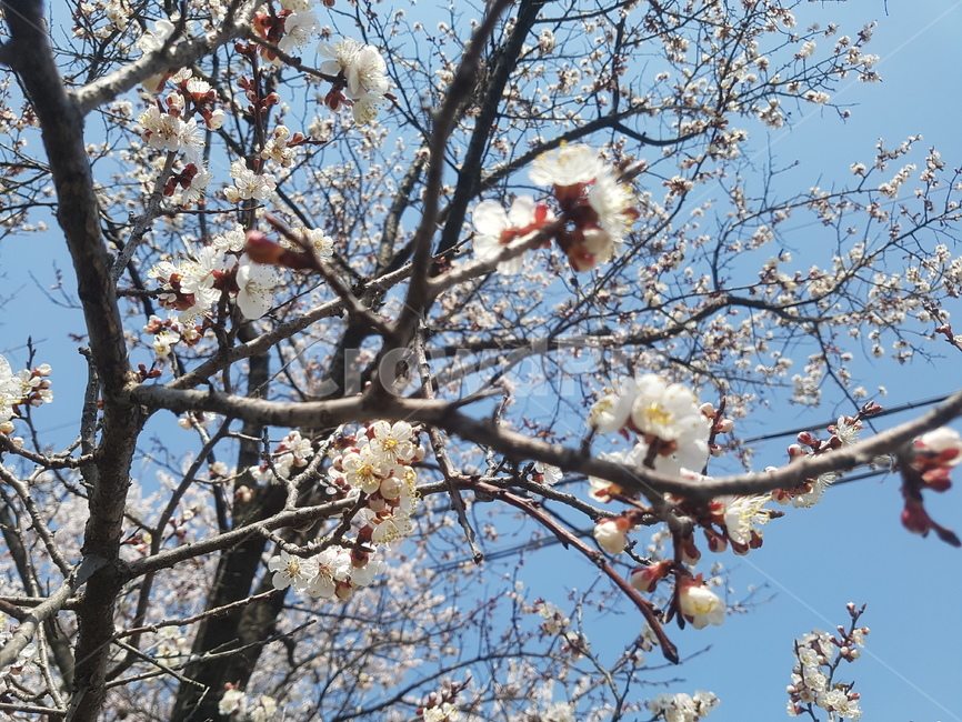 벚꽃,벚꽃축제,파란,밝은,따사로운,따뜻한,햇살,봄,계절,spring,season,식물,자연,plants,nature,꽃,flower,plant,blossom,cherry blossom