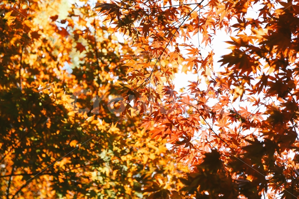 가을,단풍,낙엽,붉은색,빨간색,계절,autumn,fall,감성사진,가을,계절,fall,autumn,season,식물,자연,plants,nature,감성,sensible,feeling,plant,leaf,잎,tree,나무,maple