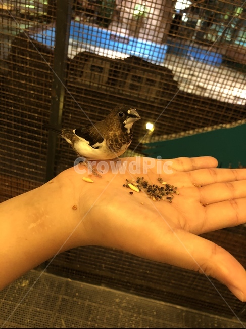 조류,새,밥,동물,귀여움,bird,동물,animal,조류,새,birds