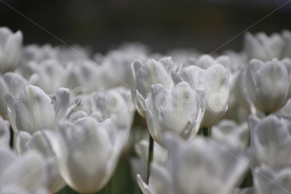 튤립,꽃,자연,광교호수공원,꽃사진,식물,자연,plants,nature,꽃,flower