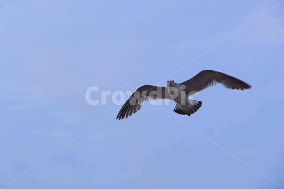 갈매기,seagull,gull,flying,새,동물,animal,조류,새,birds