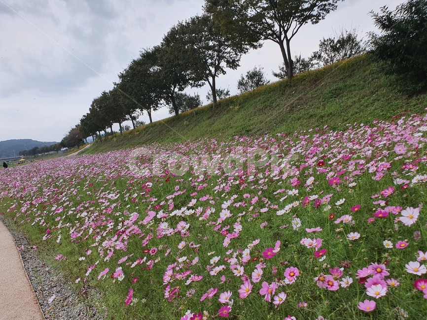 코스모스,코스모스꽃밭,가을풍경,가을꽃,자연,자연,풍경,nature,landscape