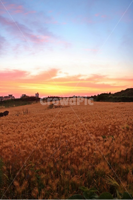 제주도,일출,jejuisland,sunrise,sunup,자연,풍경,nature,landscape,한국자연풍경,한국자연경관,korea nature landscape,제주도,jeju,jeju island,plant,식물,produce,생기게 하다,food,식품,cow,소,cattle,가축,animal,동물,mammal,포유류,grain,곡물,vegetable,야채,생산액,음식