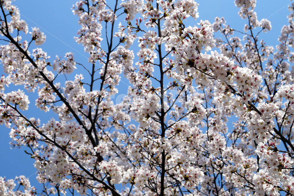 벚꽃,벚나무,꽃,나무,봄,하늘,구름,나뭇가지,자연,cherryblossoms,cherrytrees,flowers,trees,spring,sky,clouds,branches,nature