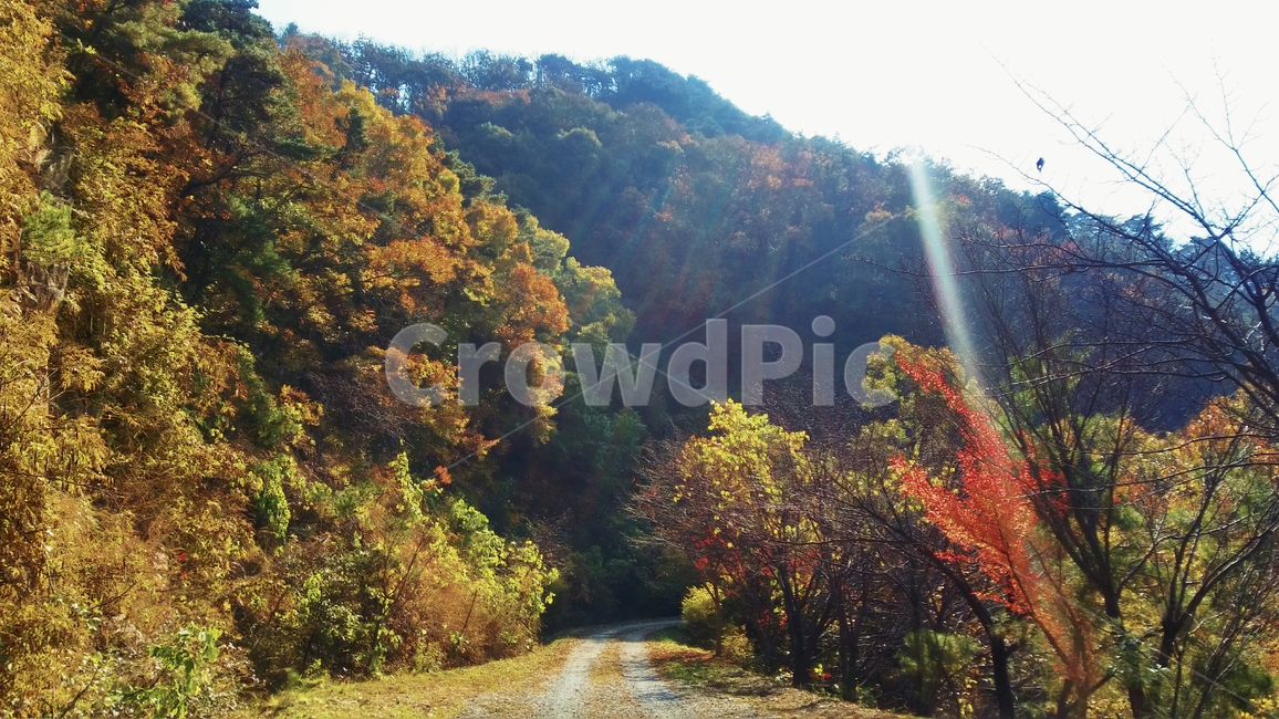 장태산,장태산임도,가을,임도,낙엽,산길,자전거,임도길,외로움
