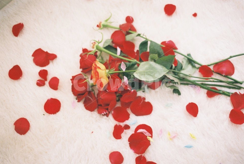 장미,빨간장미,장미꽃,장미꽃잎,꽃잎,꽃,flower,기념일,축하,anniversary,congratulation,celebrate,celebration,감성,sensible,feeling
