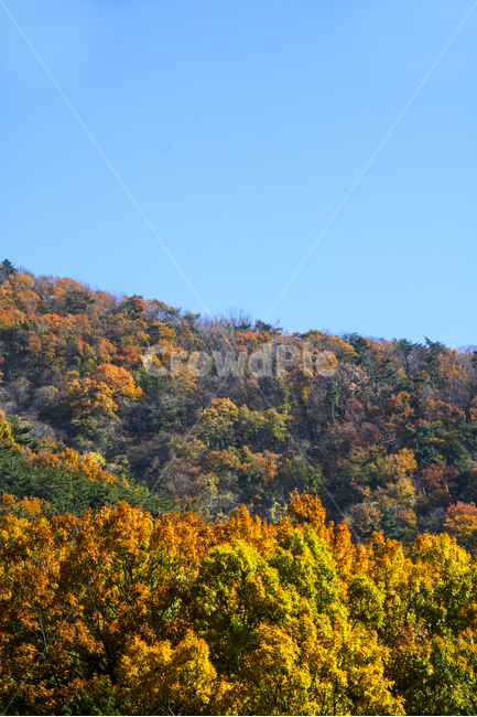 단풍,가을,단풍나무,자연,식물,배경,백그라운드,가을,계절,fall,autumn,season,자연,풍경,nature,landscape,outdoors,옥외,grassland,목초지,field,들,farm,농장,rural,농촌