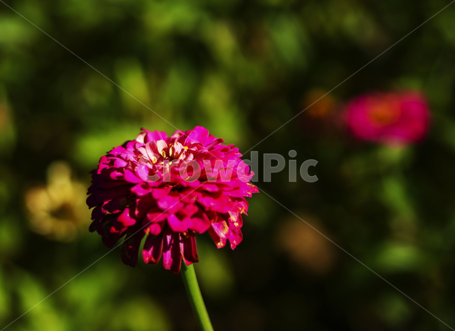 꽃,맨드라미,빨강,심도,앞마당,정원,식물,자연,plants,nature,꽃,flower