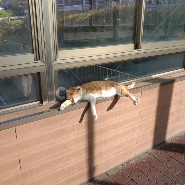 고양이,캣,cats,cat,햇살,노른,동물,따뜻,동물,animal,포유류,mammal,고양이,cat,kitten,kitty