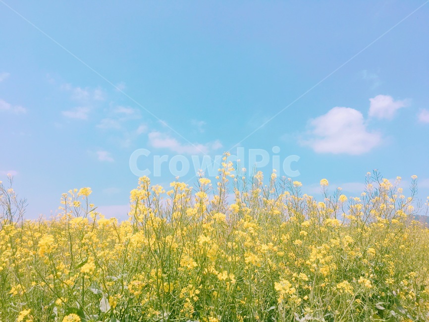 제주도,꽃,유채꽃밭,봄,배경,노란꽃,풍경,유화,봄,계절,spring,season,자연,풍경,nature,landscape,식물,plants,꽃,flower