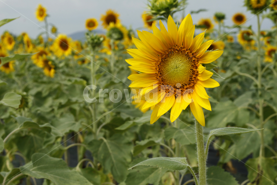 해바라기,꽃,여름,군락지,풍경,여름,계절,summer,season,가을,fall,autumn,식물,자연,plants,nature,꽃,flower,plant,blossom,sunflower