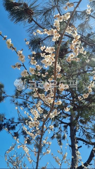 sky,blue sky,nature,clear sky,tree,flower,spring flowers,spring,flowers in full bloom,plum blossom