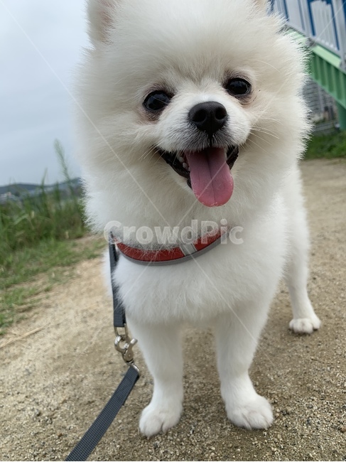 강아지,포메,귀여운,강아지산책,하얀강아지