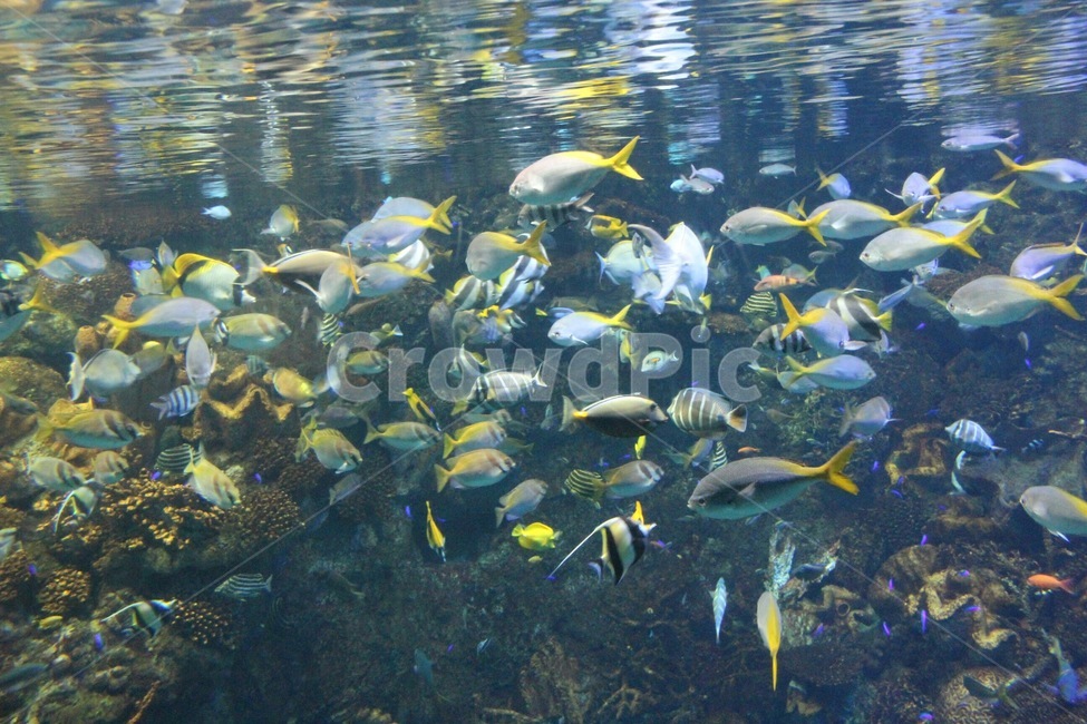 water,동물,물고기,fish,animal