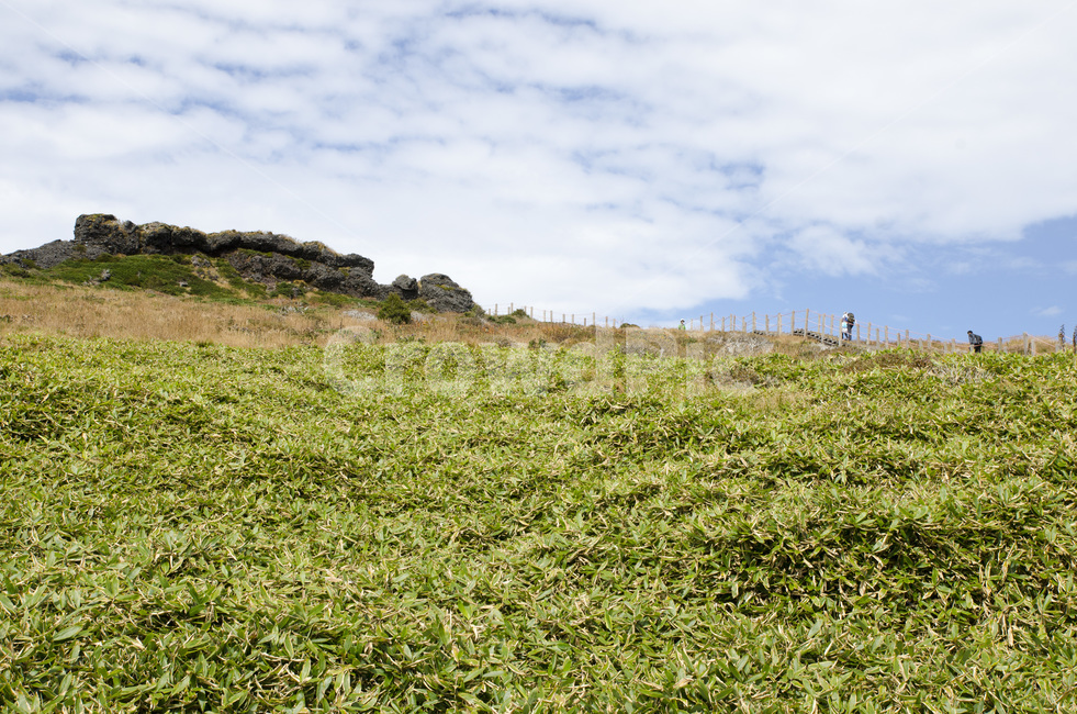 제주,제주도,한라산,산,자연,숲,구름,하늘,풍경,자연,풍경,nature,landscape,한국자연풍경,한국자연경관,korea nature landscape,제주도,jeju,jeju island,outdoors,옥외,field,들,grassland,목초지