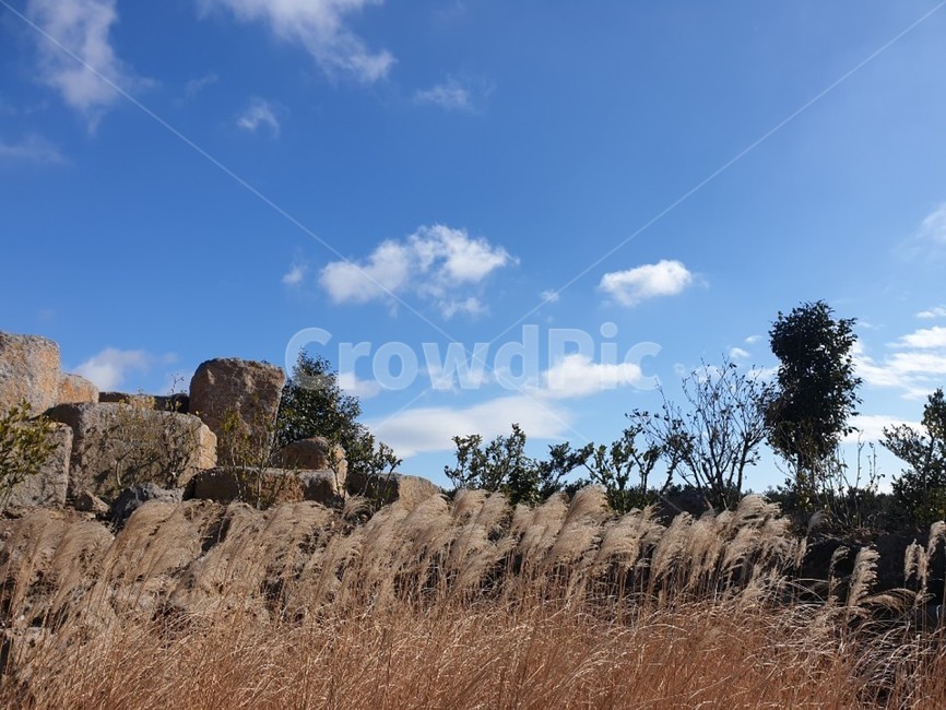 갈대,갈대밭,제주도,구름,하늘,나무,풍경,가을,계절,fall,autumn,season,자연,풍경,nature,landscape,outdoors,옥외