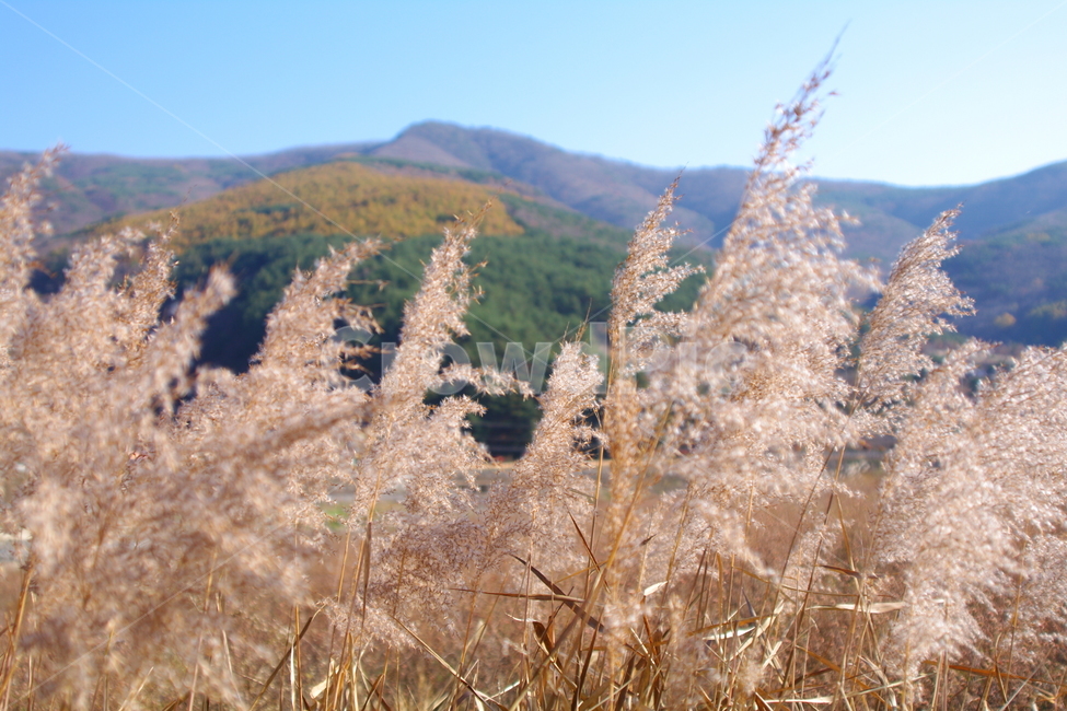 가을,가을풍경,초겨울,풍경,plant,식물,grass,lawn,잔디,갈대,가을,계절,fall,autumn,season