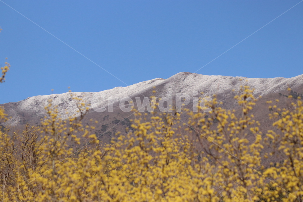 산수유,봄날,산,감성,배경화면,눈,노고단,자연,풍경,nature,landscape