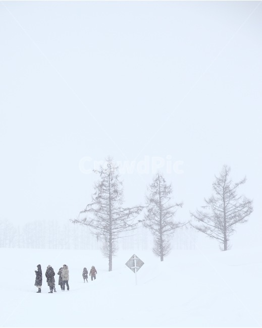 나무,tree,겨울,winter,하늘,sky,배경,landscape,자연,nature,일본,japan,훗카이도,hokkaido,삿포로,sapporo,비에이,biei,눈,snow,사람들,people,큰나무,높은나무,겨울,계절,winter,season,자연,풍경,nature,landscape,사람들,대중,군중,other people,crowd,outdoors,옥외