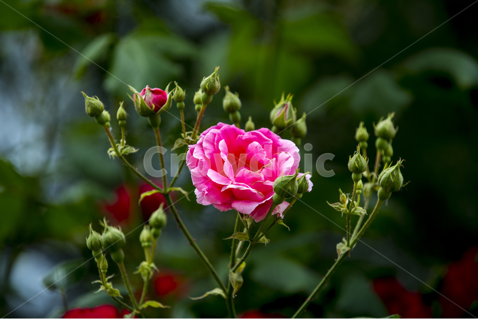 장미,식물,로즈,꽃,야생화,식물,자연,plants,nature,꽃,flower