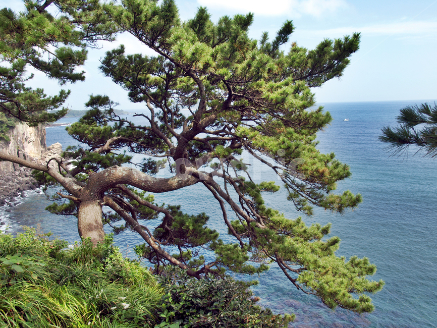해송,소나무,괴목,바다,상록교목,바람,식물,자연,plants,nature,나무,trees,wood