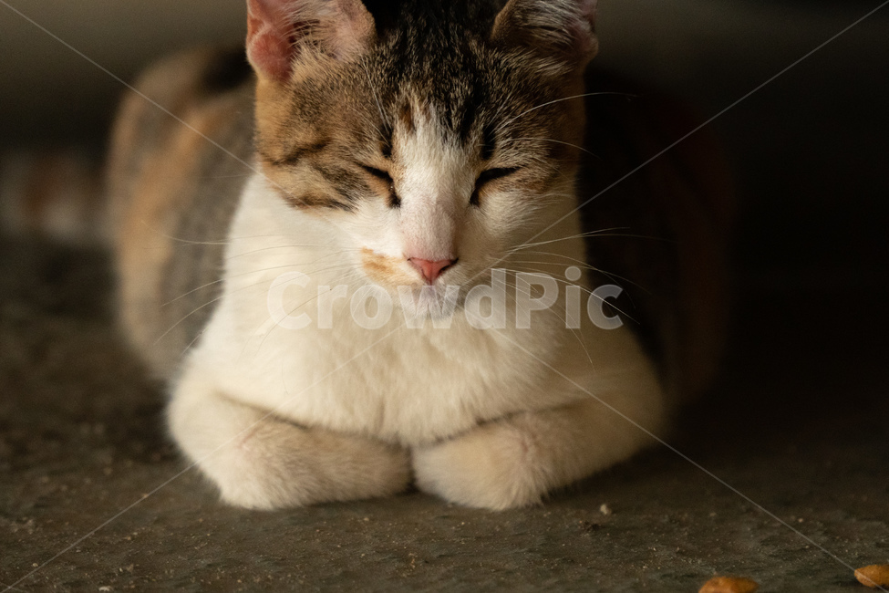 고양이,길고양이,길냥이,삼색고양이,동물,귀여운동물,cat,cats,straycat,feralcat,동물,animal,포유류,mammal,고양이,cat,kitten,kitty