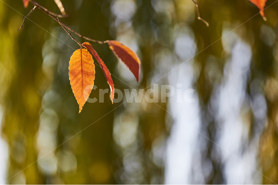 잎,leaf,식물,가을,단풍,공원,풍경,쓸쓸한