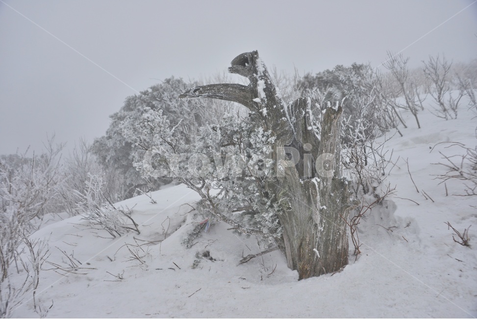 plant,식물,tree,나무,outdoors,옥외,nature,자연,storm,폭풍,blizzard,눈보라,winter,겨울,snow,눈,강원도,태백산,태백산설경,계절,태백산고사목