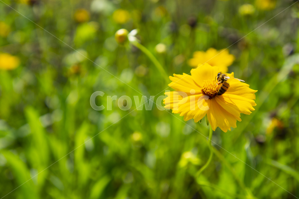 꽃,flower,햇빛,성장,grow,벌,bee,노랑