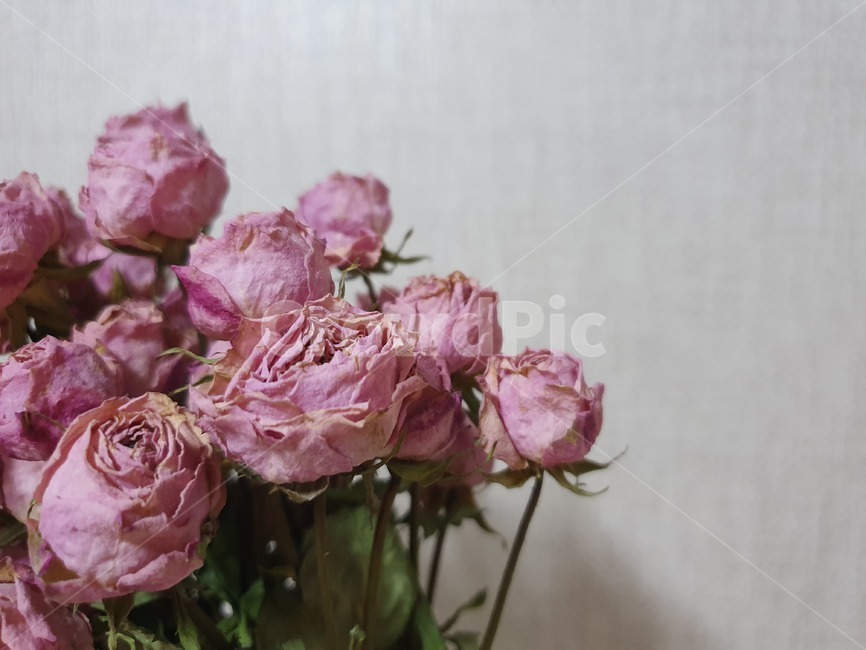 꽃,flower,꽃다발,드라이플라워,핑크,장미