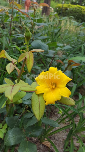 자연,식물,꽃,싱그러운,힐링,초록이,식물,자연,plants,nature,꽃,flower