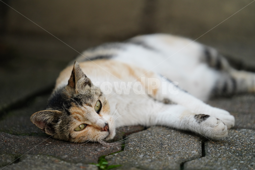 cat,고양이,동물,생물,생명,포유류,거리,animal