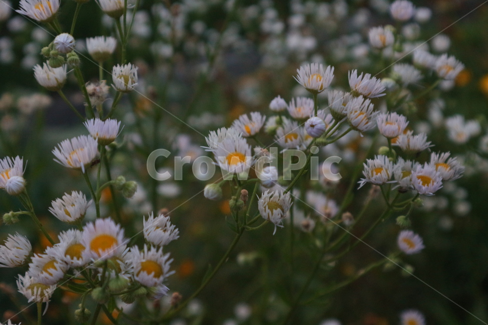 plant,식물,꽃,자연,꽃밭,식물,자연,plants,nature,꽃,flower