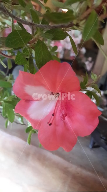 철쭉꽃,하트,봄,설레임,축제,꽃말,연인,사랑의기쁨,사랑,감성,love,azalea,heart,식물,자연,plants,nature,꽃,flower