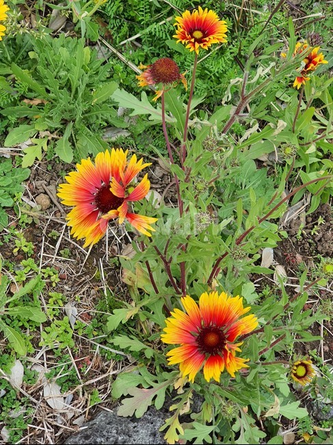 plant,식물,꽃,flower,blossom