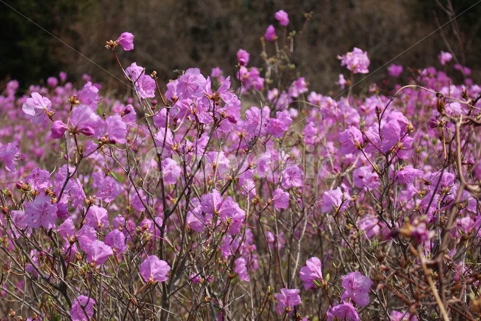 진달래,영취산,봄,꽃밭,향기,자연,생화,식물,자연,plants,nature,꽃,flower