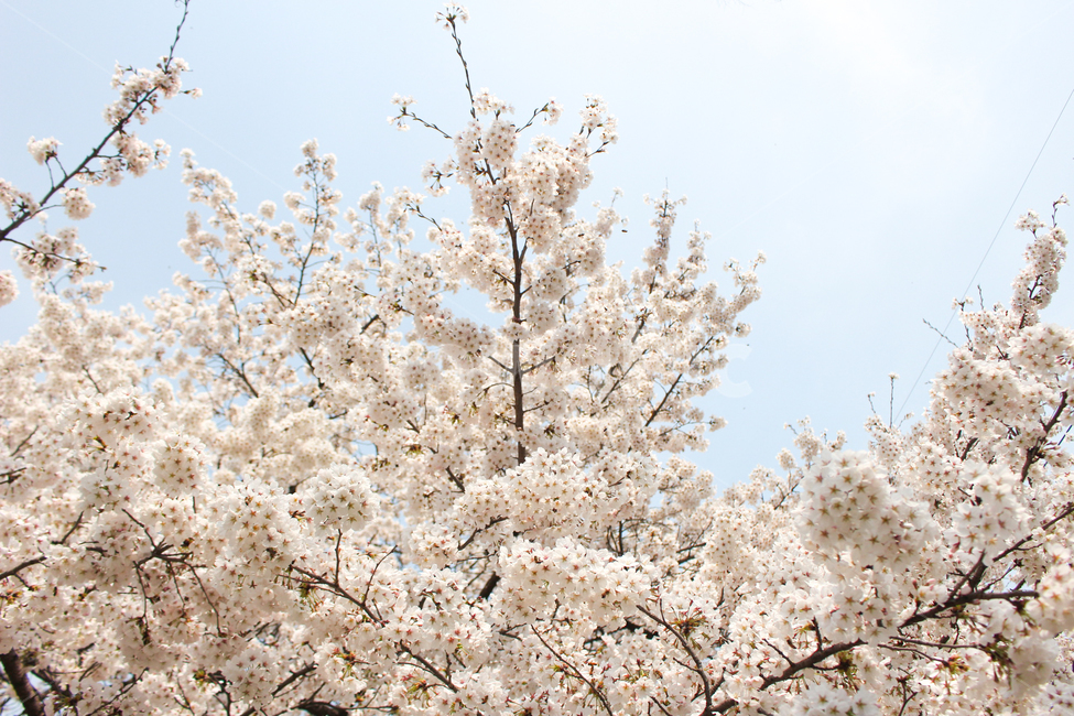 벚꽃,봄,spring,자연,식물,나무,벚꽃나무,벚꽃페스티벌,벚꽃놀이,봄소풍,나들이,flower,하늘,sky,체리블라썸,cherryblossom,blossom