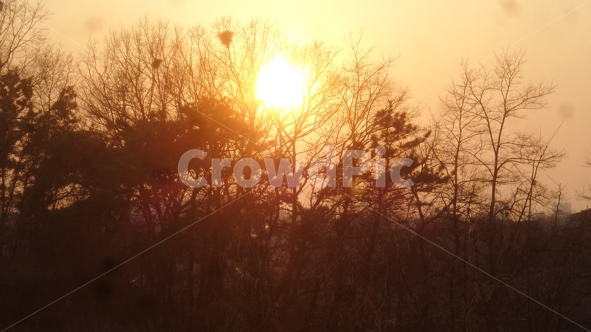 석양,해넘이,태양,자연,나무,해,sun,자연,풍경,nature,landscape,light,빛,flare,플레어,sunlight,햇빛,outdoors,옥외