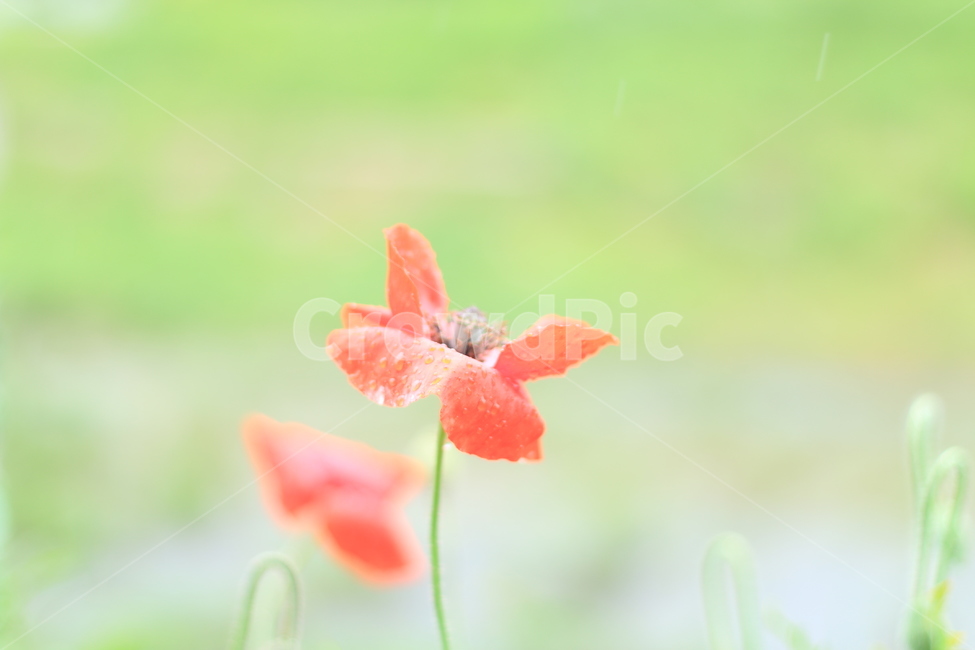 여름,시작,양귀비,위로,꽃,식물,자연,plants,nature,꽃,flower