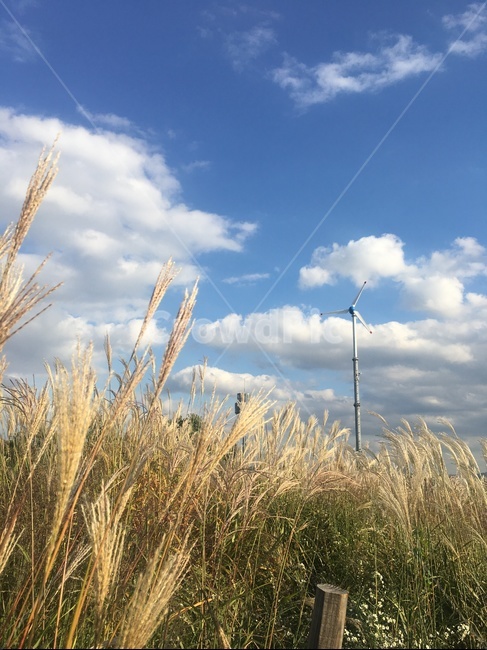 일상,가을,억새,하늘,구름,억새축재,분위기,역광,계절,시원함,daily,autumn,sky,cloud,mood,season,가을,계절,fall,autumn,season,자연,풍경,nature,landscape,grass,잔디,plant,식물