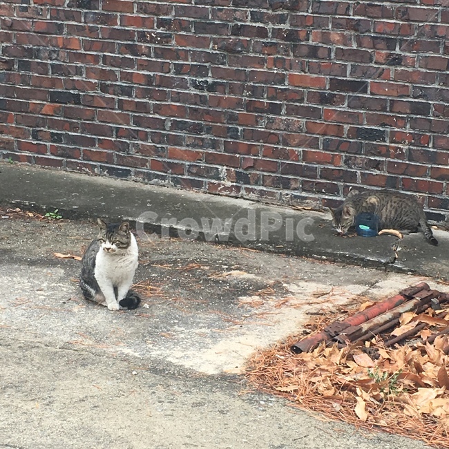 고양이,길고양이,동물,일상,길냥이,두마리,동물,animal,포유류,mammal,고양이,cat,kitten,kitty
