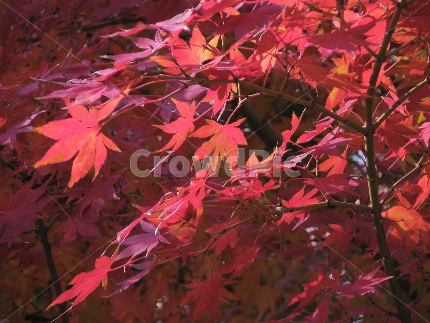 plant,식물,leaf,잎,tree,나무,maple,단풍,가을,계절,color,colorful,red,가을,계절,fall,autumn,season,식물,자연,plants,nature