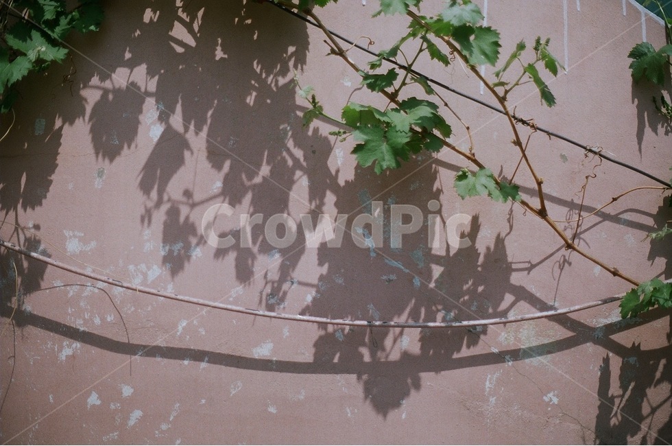 나무,벽,담벼락,그림자,식물,나뭇잎,식물,자연,plants,nature,감성,sensible,feeling